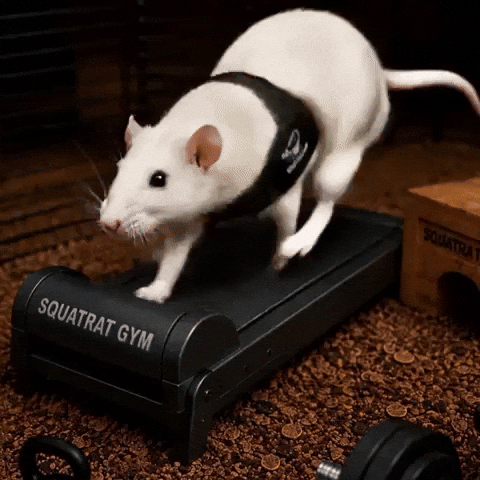 Rat Treadmill GIF by SQUATRAT