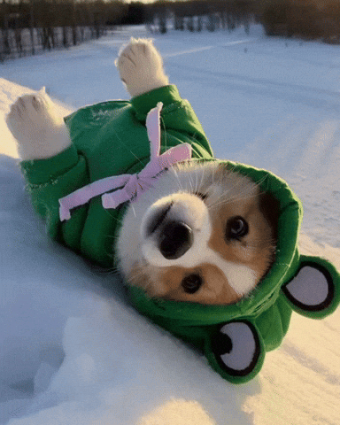 Corgi Corgilove GIF