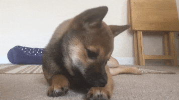 Shiba Inu Play GIF by KeepUpWithJaz