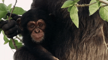 Wildlife Chimp GIF by BBC Earth