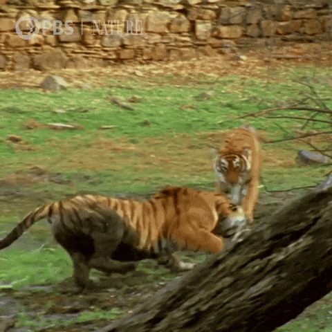Explore Pbs Nature GIF by Nature on PBS