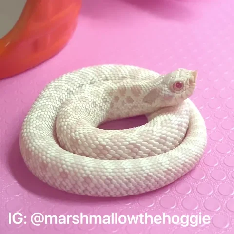 Tired Snake GIF by Marshmallow the Hoggie