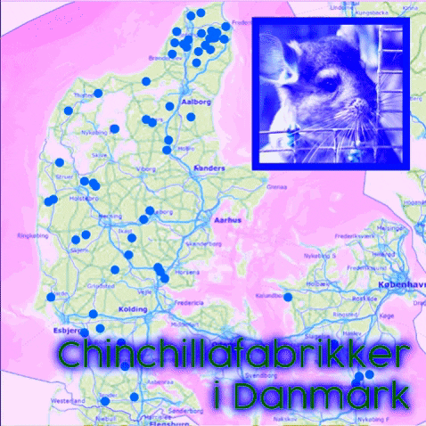 Chinchilla Danmark GIF by Veganerpartiet - Vegan Party of Denmark