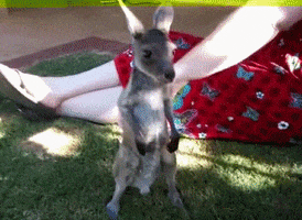 baby kangaroo GIF
