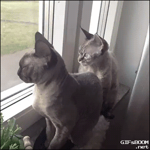 Cat Falling GIF