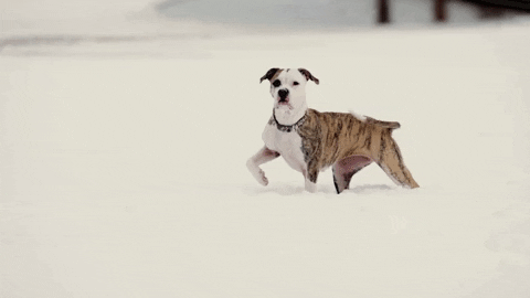 Dog Love GIF by Hallmark Channel - Find & Share on GIPHY