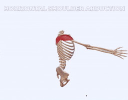 Back Workout GIF