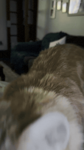 Funny Cat GIF