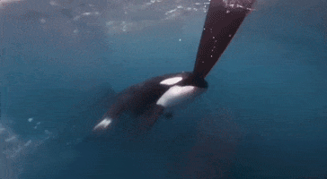 Killer Whale Attack GIF by GIPHY News