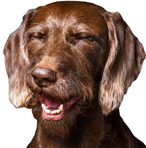 helgaaamanufaktur Sticker