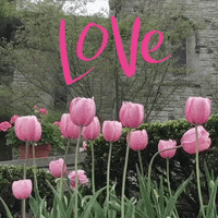 Tulips Love GIF by Yevbel