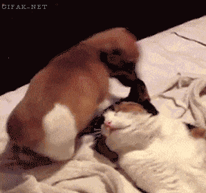 Video-gif. Een enthousiaste puppy kwispelt met zijn staart en gaat op het gezicht van een tolerante kat zitten.