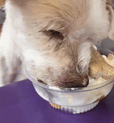 Ice Cream Sundae GIF by Moose Lodge Senior Pet Sanctuary