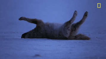 rolling over nat geo GIF by National Geographic Channel