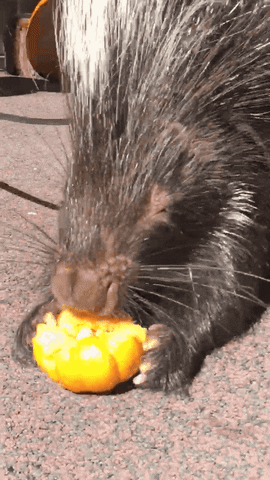 fall eating GIF by San Diego Zoo