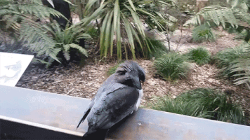 Birdoftheyear Kereru GIF