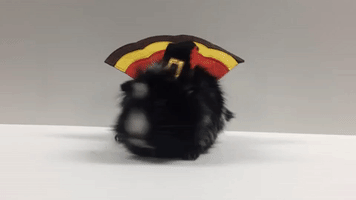 Animated GIF