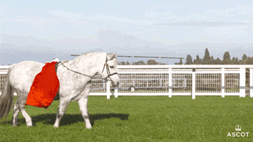 Christmas Horse GIF by Ascot Racecourse