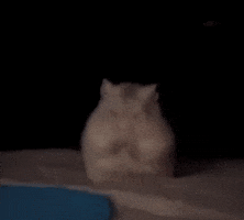 Rat Cute Animal GIF