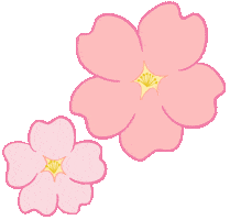 Cherry Blossom 桜 Sticker