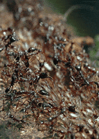 insect ant GIF by Head Like an Orange