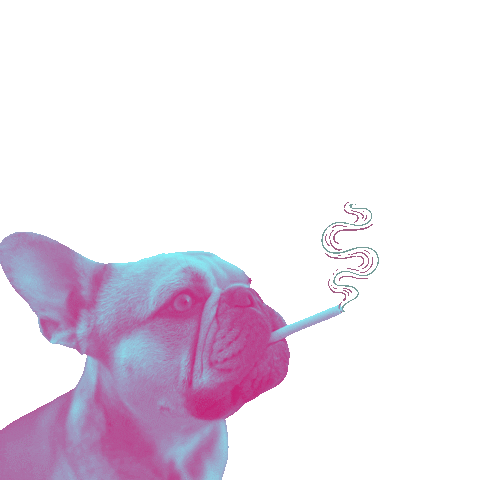 TheRaccoonteurs.com Sticker