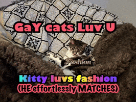 Gay Cats Luv U GIF