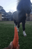 Miniature Horse GIF by BeYouCreate