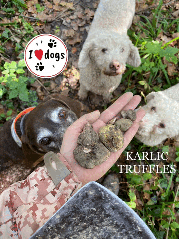 karlictartufi dogs truffles tartufi lagtotto GIF
