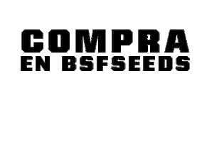 Smoke Chile Sticker by BSF SEEDS