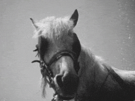 Sound And Vision Horse GIF by Beeld en Geluid