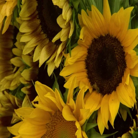 Pbs Nature Flower GIF by Nature on PBS