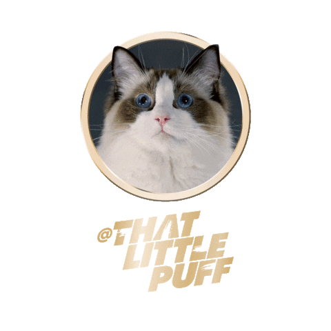 Licking Cat Food Sticker by Sheba Official