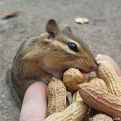 Hd Chipmunk GIF