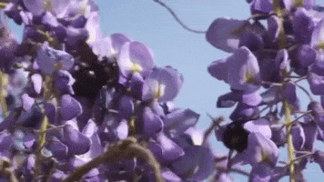 Li Cha GIF