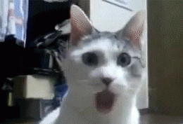 Video gif. Gray and white cat with its mouth wide open as if in shock.