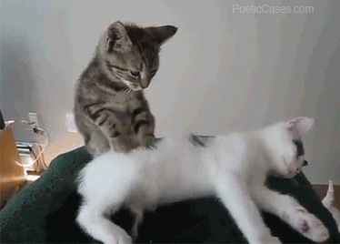 Cat Relax GIF - Find & Share on GIPHY