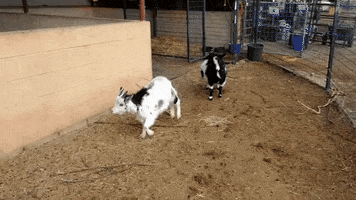 goat success GIF by chuber channel