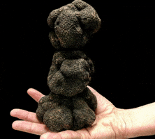 DONE4NYTRUFFLE truffle truffles blacktruffle mytrufflebag GIF