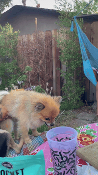 Tuna & Snacks