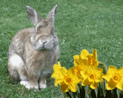 Rabbit Frã¼Hling GIF