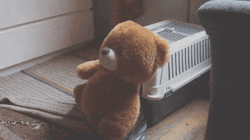 teddy bear dog GIF