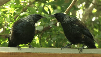 Bird Bff GIF