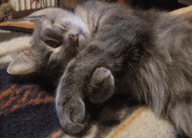 cat sleeps GIF