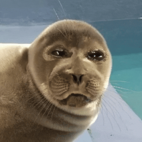 Angry Seal GIF