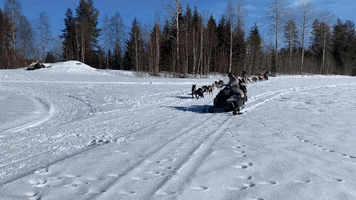 Dogsledding Taking Off GIF