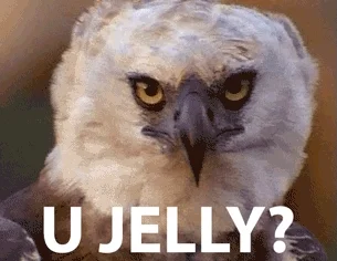 Owl Jelly GIF