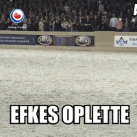 frysk hynder horse GIF by Omrop Fryslân