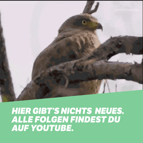 youtube facebook GIF by funk