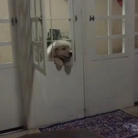 Dog Doggie Door GIF